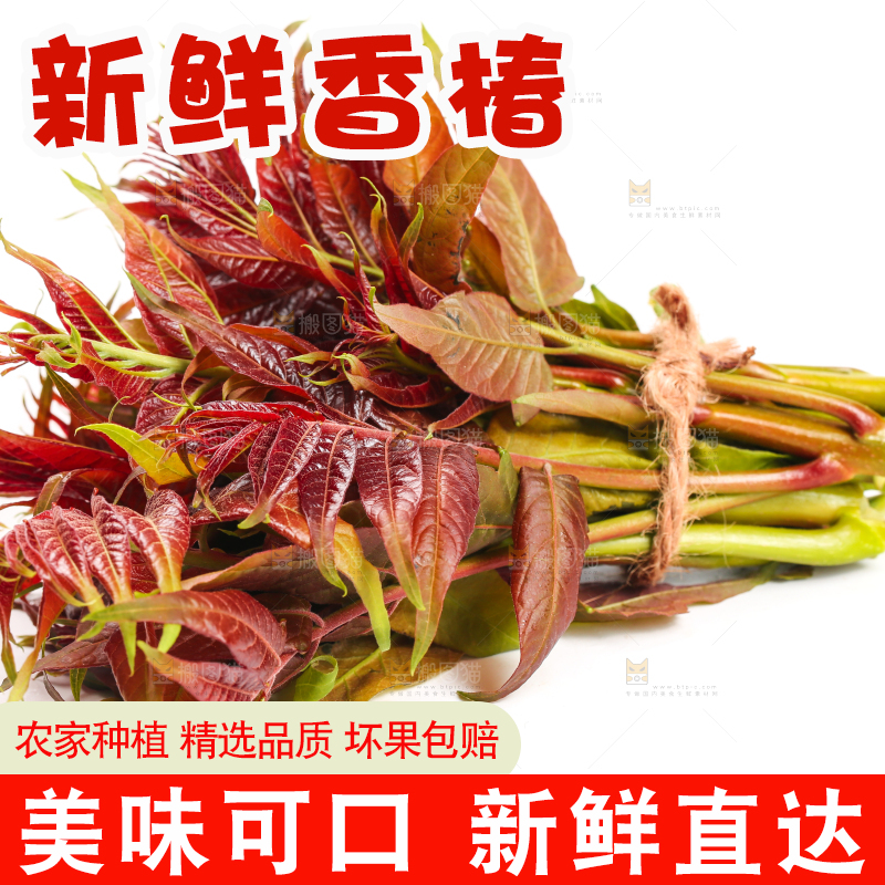 白底上摆放着香椿芽