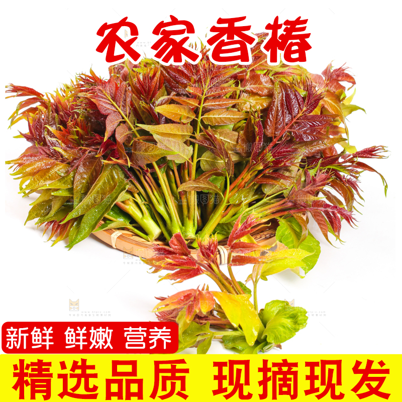 白底上摆放着新鲜香椿苗