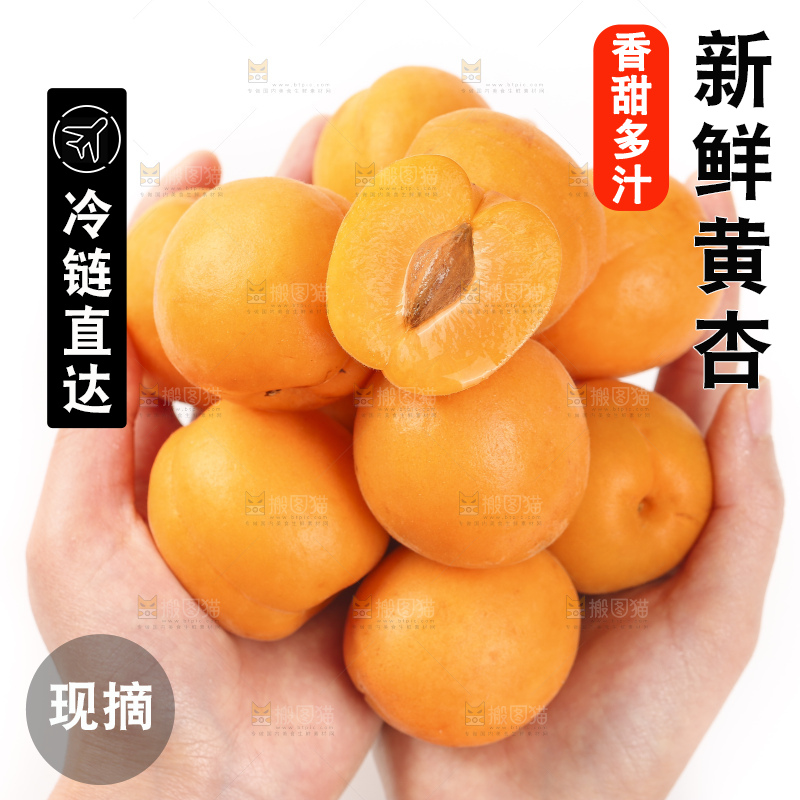 手里捧着一把金太阳大黄杏