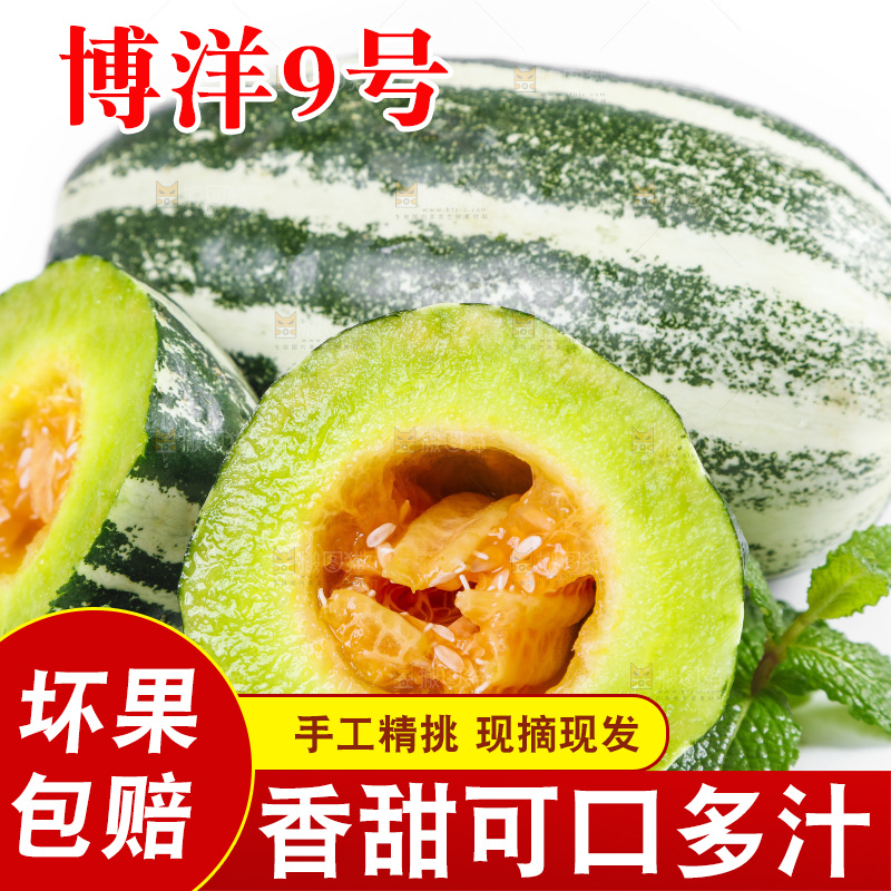 白底上放着山东博洋9号甜瓜