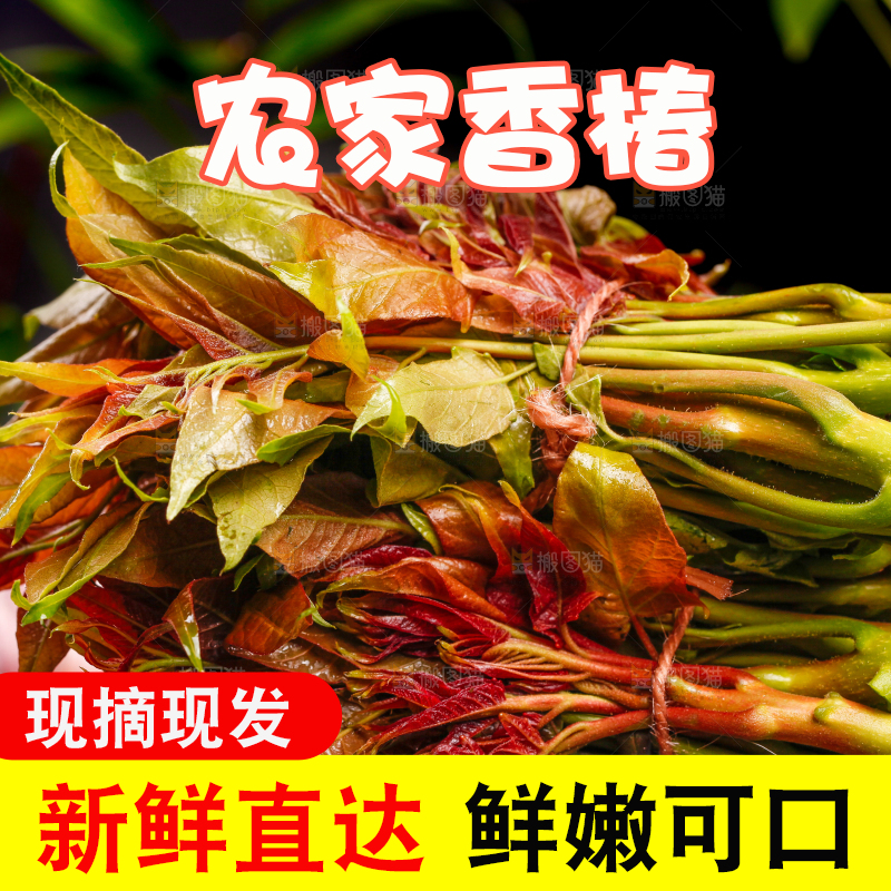 黑底上摆放着秦岭香椿