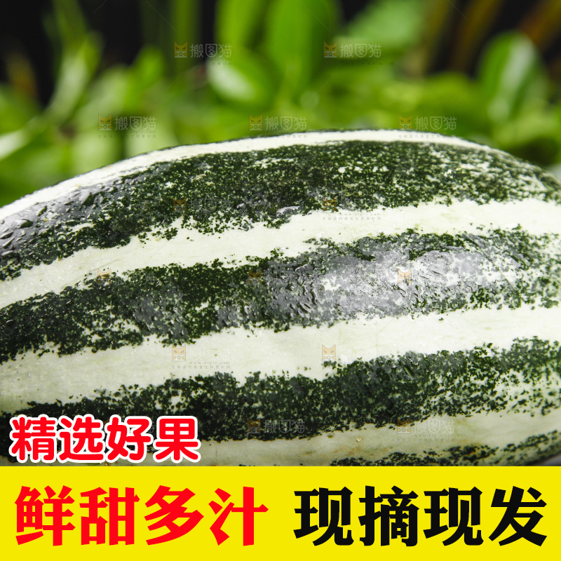 黑底上放着博洋9号甜瓜