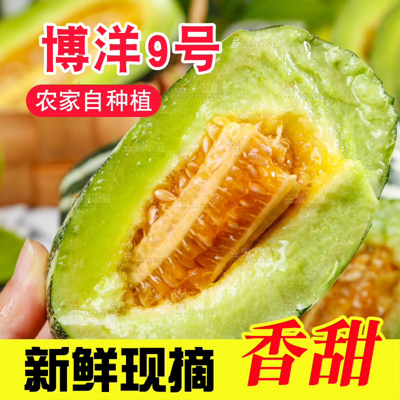 手里拿着博洋香瓜