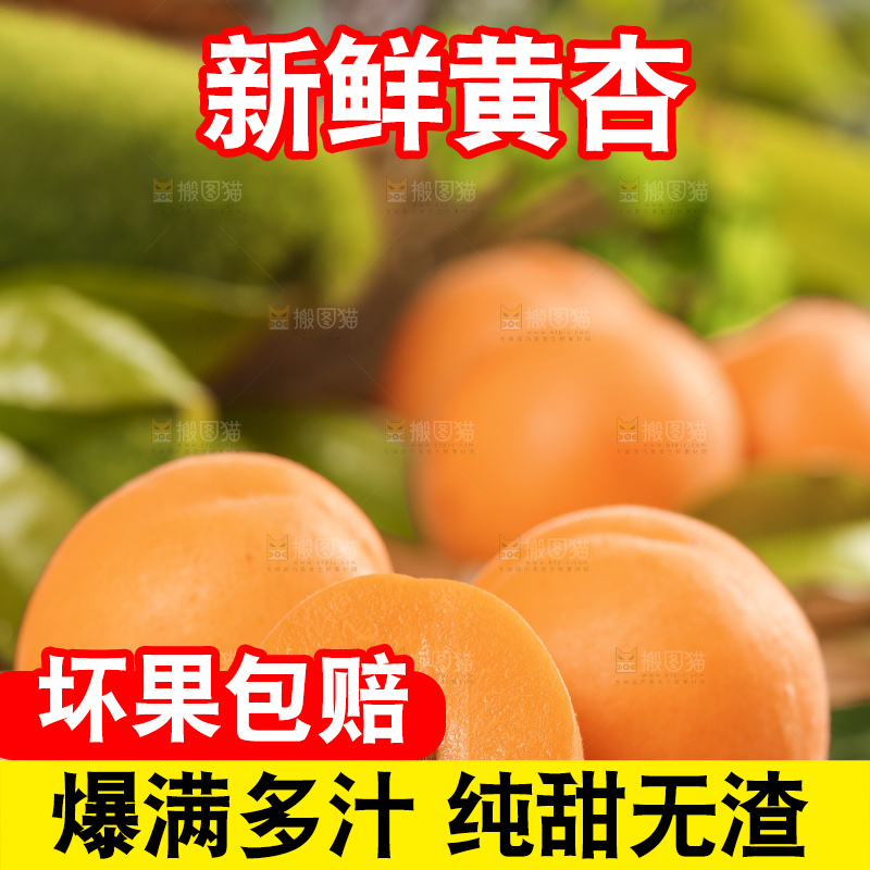 木底上放着山东大黄杏
