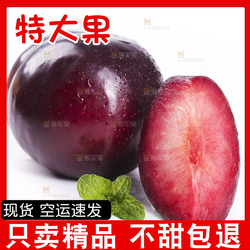 白底上放着智利进口恐龙蛋