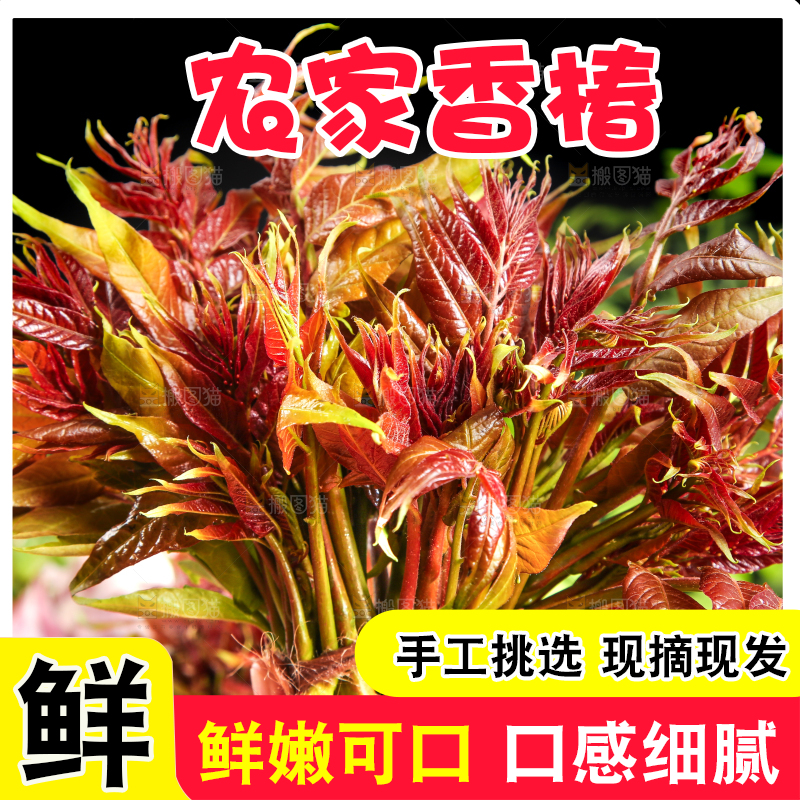 手里拿着香椿