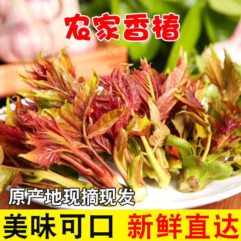 盘子里装着新鲜香椿苗
