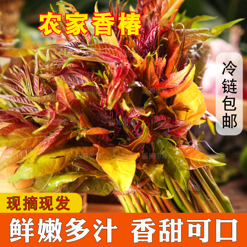 木板上放着香椿芽苗