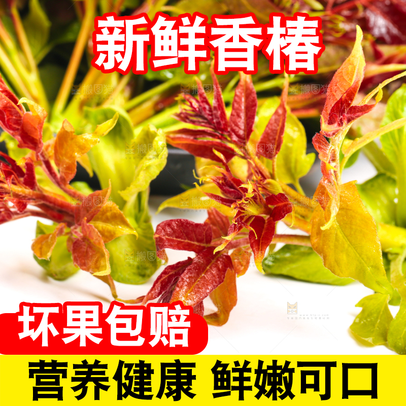 白底上摆放着新鲜香椿苗