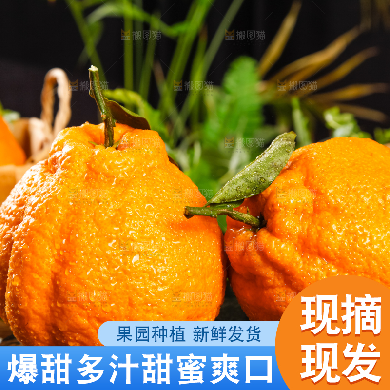 黑底上放着丑八怪橘子