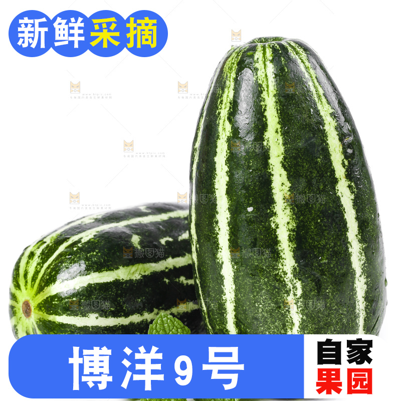 白底上摆放着花皮甜瓜