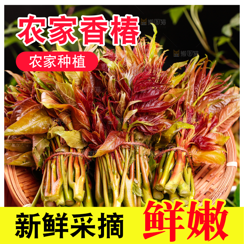 篮子里装着新鲜香椿苗
