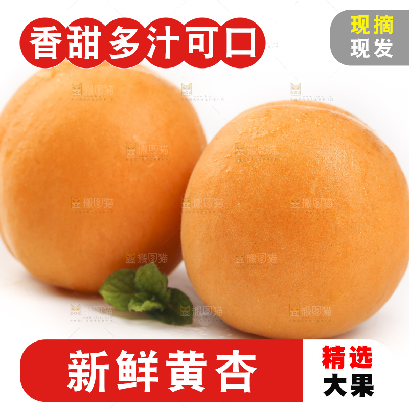 白底上放着山东大黄杏