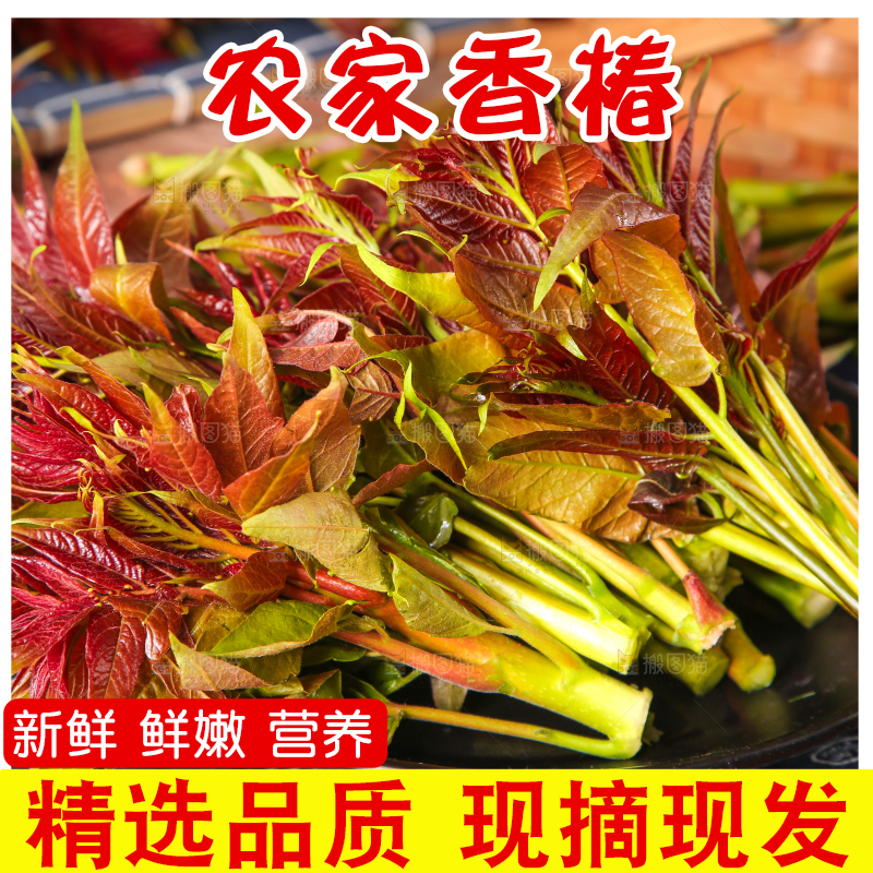 盘子里放着香椿