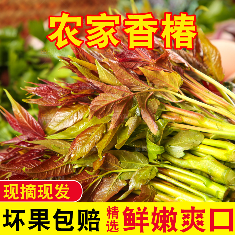 木板上摆放着野生香椿