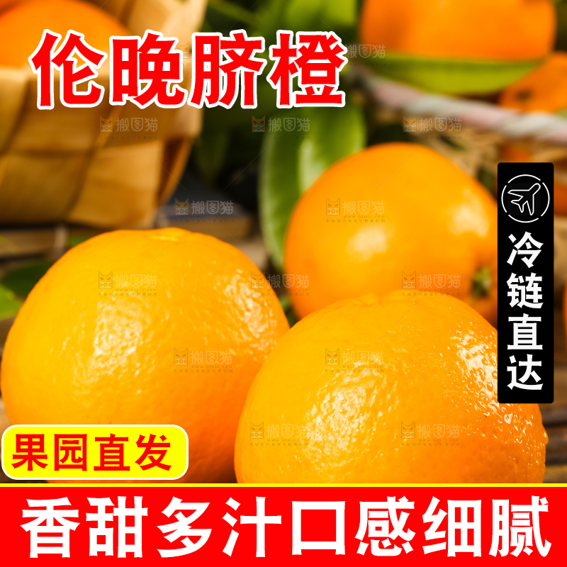 木底上摆放着伦晚脐橙