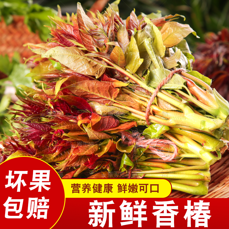 篮子里装着头茬红芽香椿