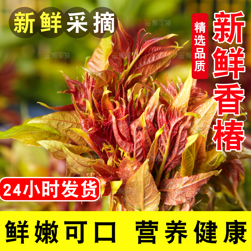 手里拿着香椿