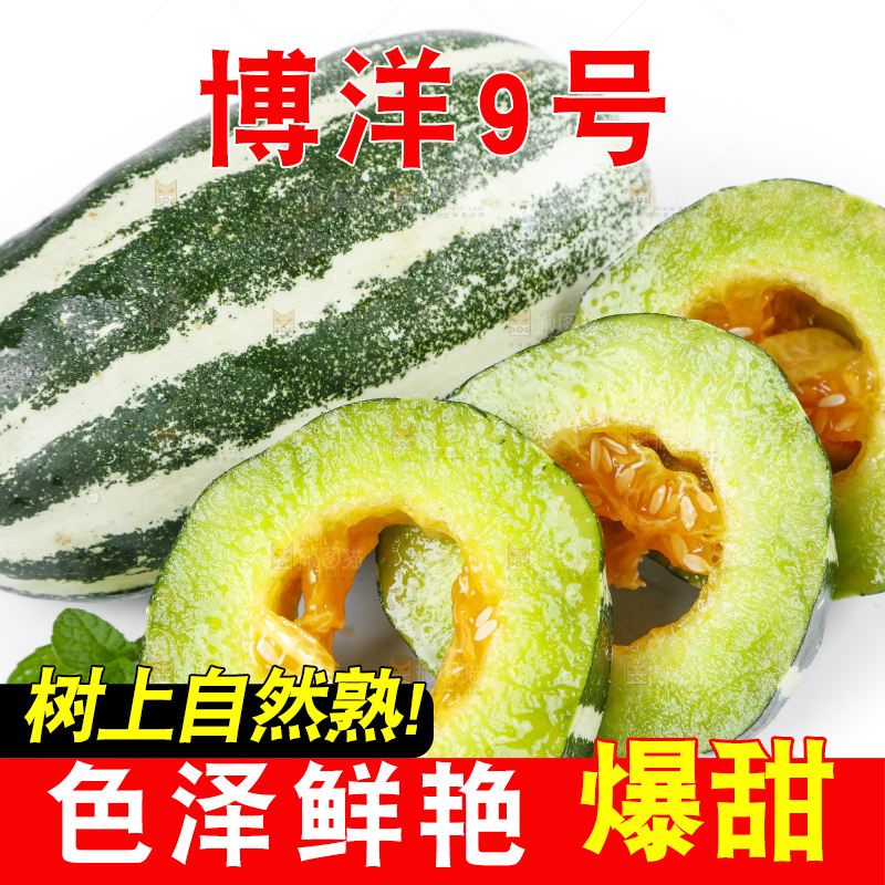 白底上放着山东博洋9号甜瓜