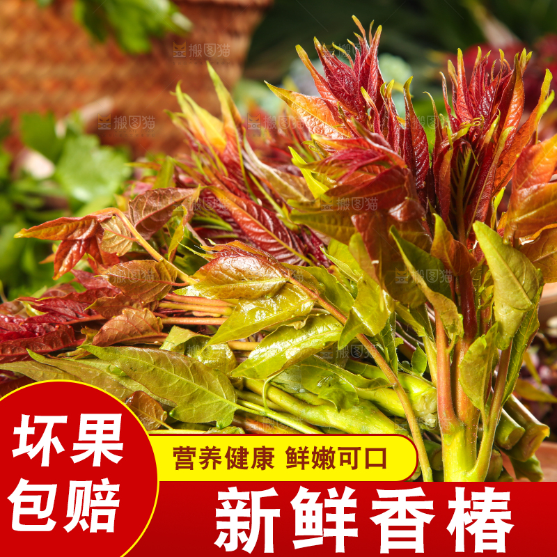 木板上摆放着野生香椿