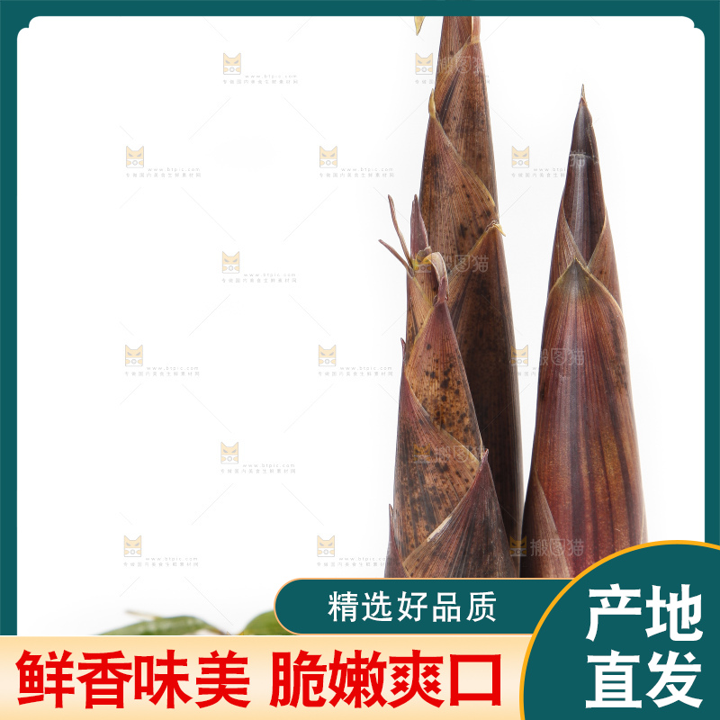 白底上摆放着建瓯雷笋