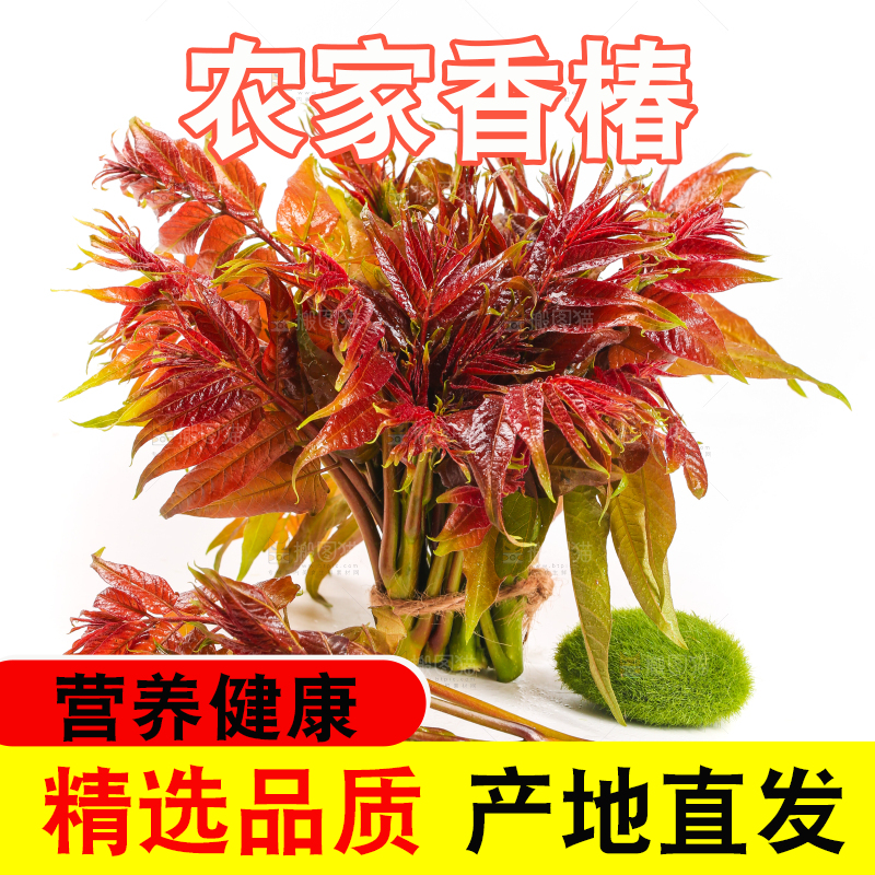 白底上摆放着香椿芽