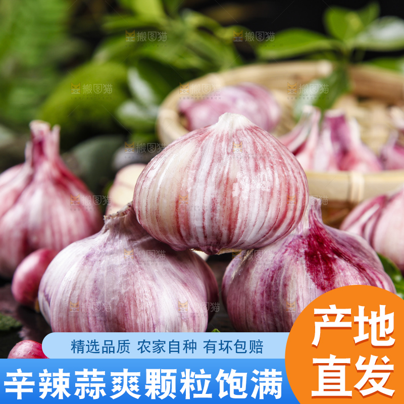 黑底上放着紫皮多瓣大蒜
