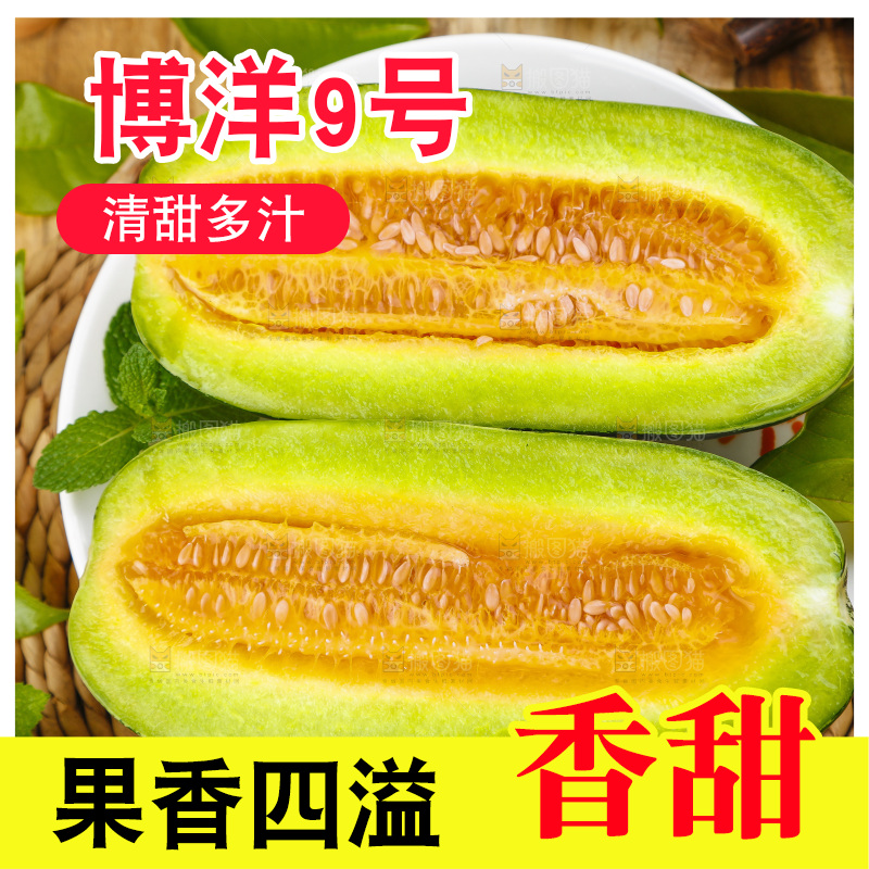 盘子里装着新鲜博洋9号甜瓜