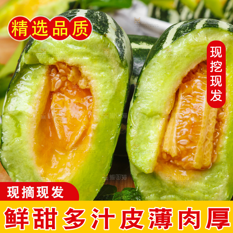 木底上摆放着山东博洋9号甜瓜