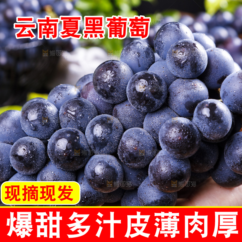 手里拿着夏黑无籽葡萄