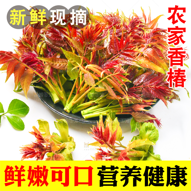 白底上摆放着新鲜香椿苗