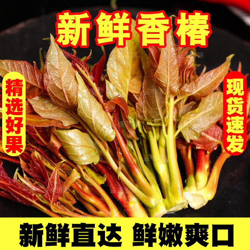 黑底上放着香椿苗芽