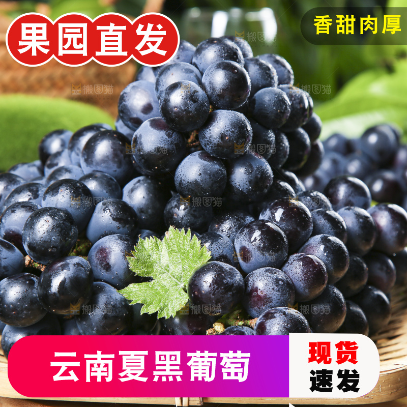 篮子里装着黑加仑
