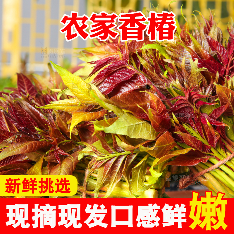 木底上摆放着秦岭香椿