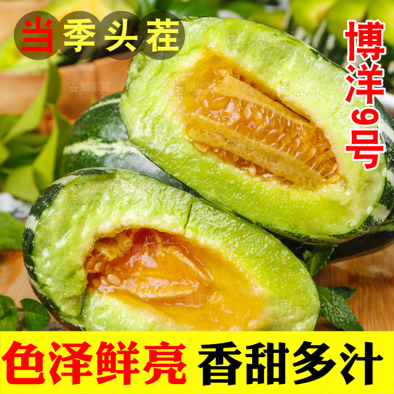 木底上摆放着山东博洋9号甜瓜