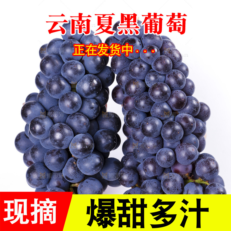 手里拿着夏黑葡萄