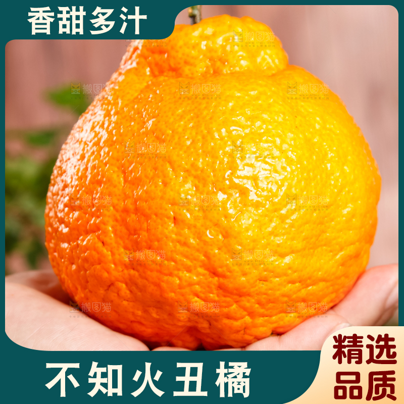手里拿着不知火丑橘