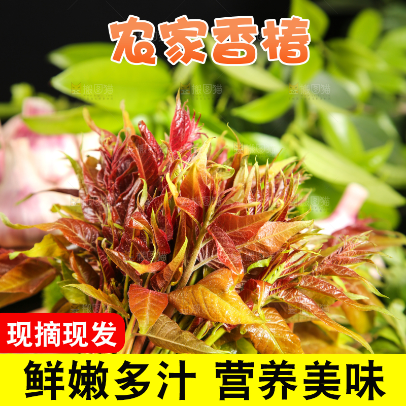 木底上放着一把秦岭香椿