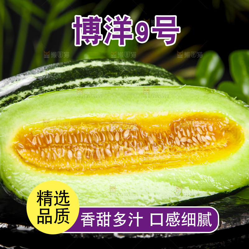 黑底上放着博洋9号甜瓜