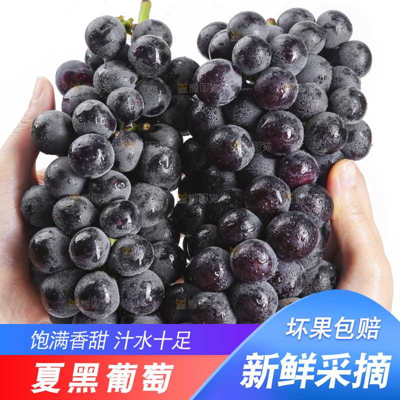 手里拿着夏黑葡萄