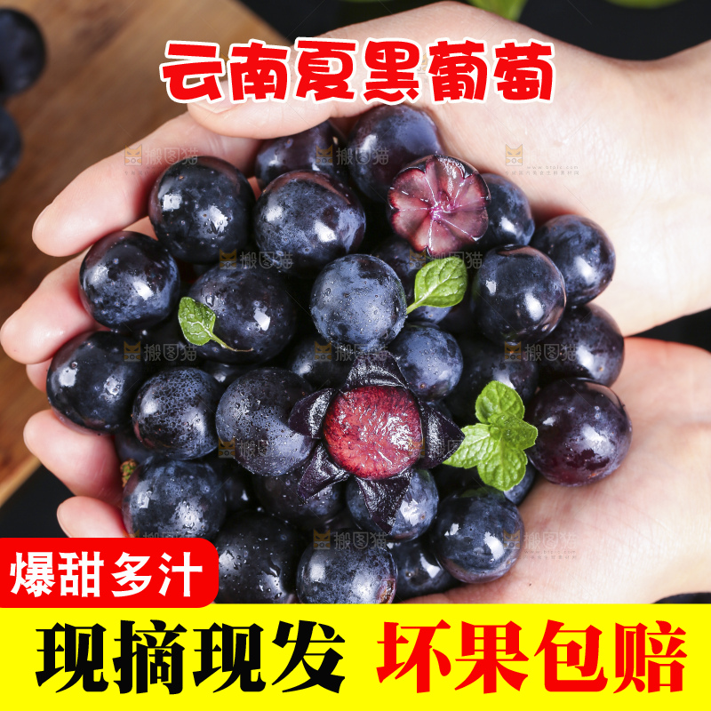 手里捧着夏黑葡萄