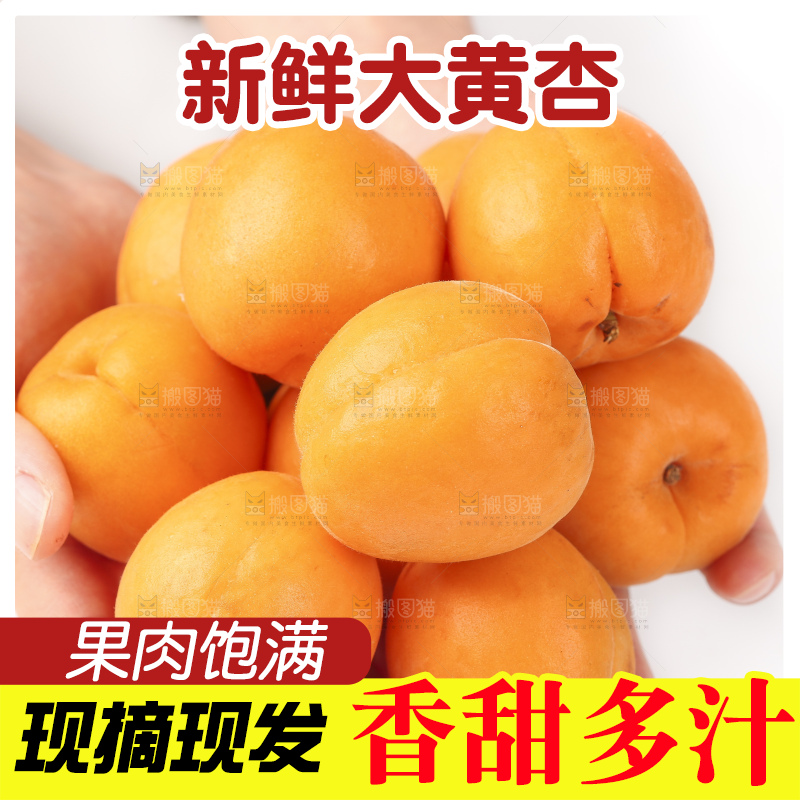 手里捧着一把金太阳大黄杏