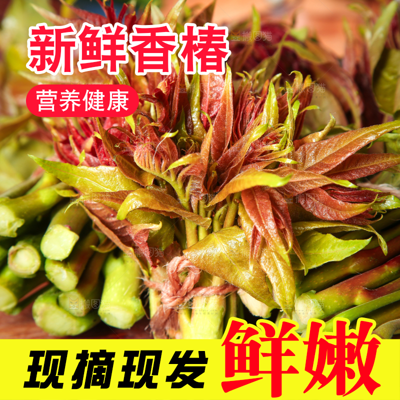 手里拿着香椿