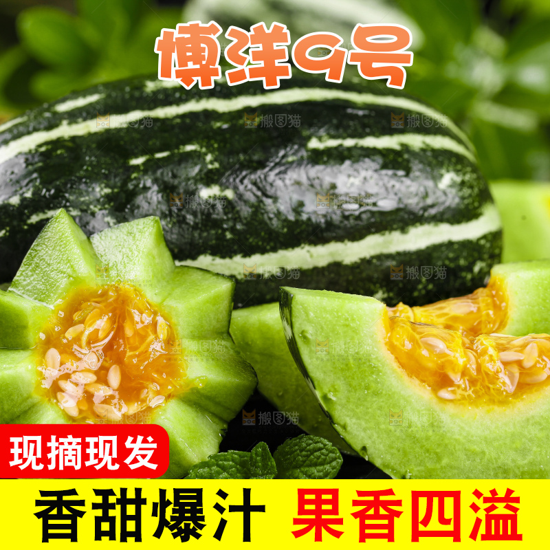黑底上放着新鲜博洋9号甜瓜