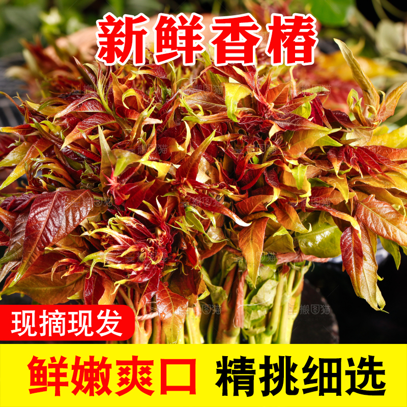 深底上放着香椿芽