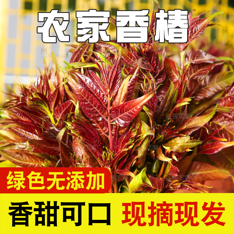 木底上摆放着秦岭香椿