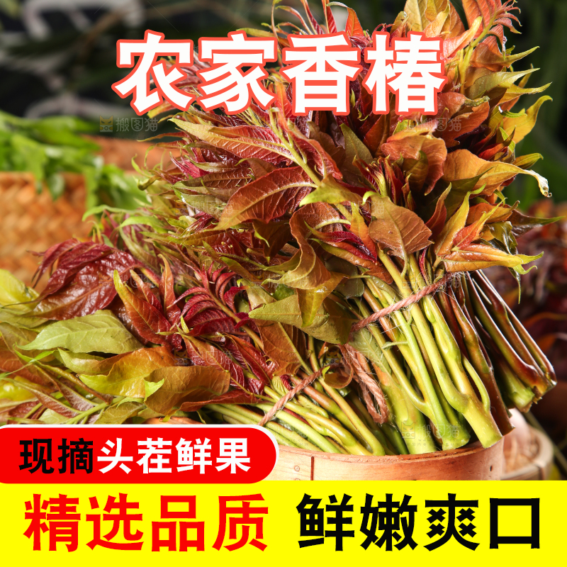 篮子里装着头茬红芽香椿