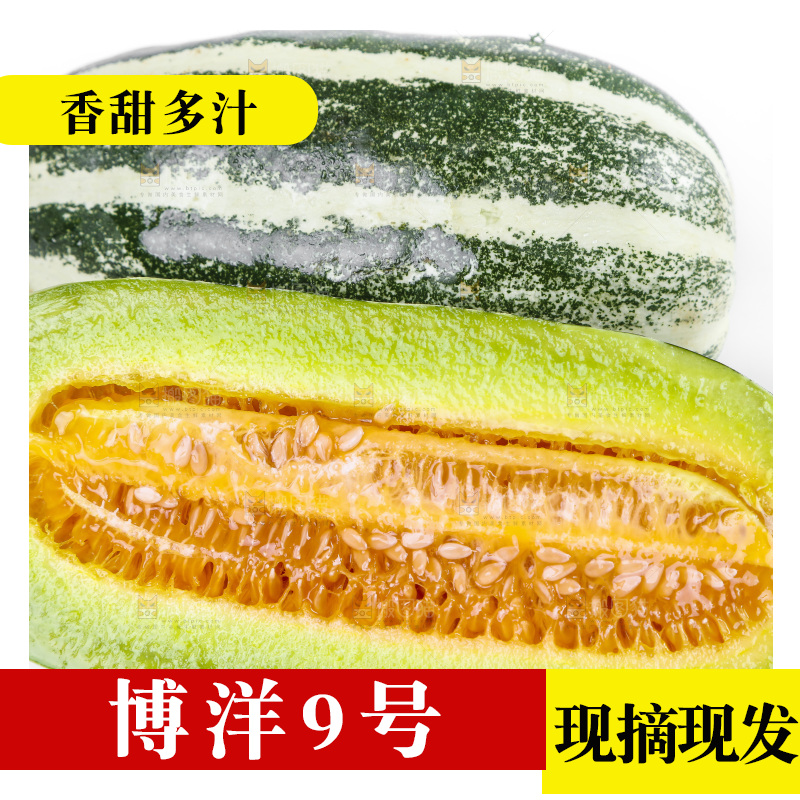 白底上放着山东博洋9号甜瓜