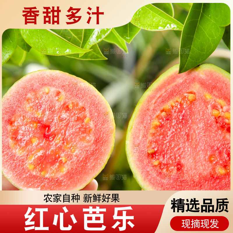 手里拿着红心番石榴