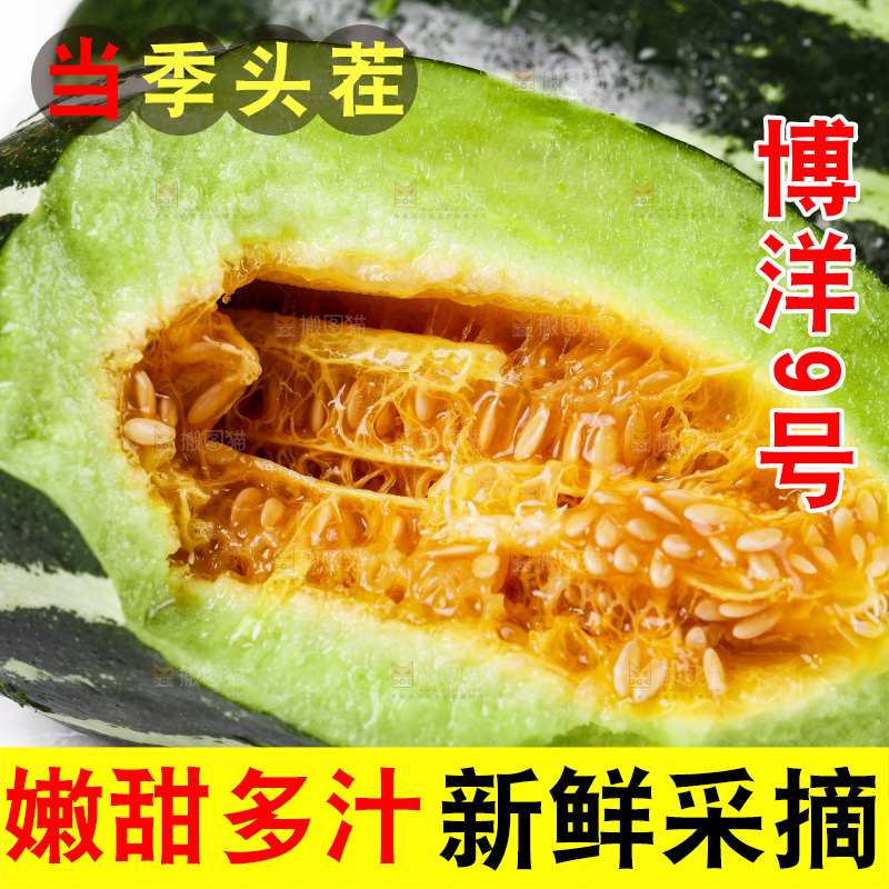 白底上放着博洋蜜脆甜瓜